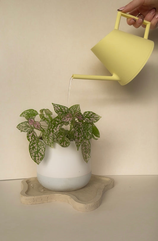 Watering Can